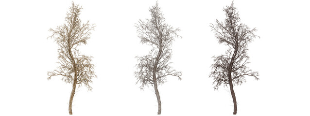 Three Dried Grasses on transparent background