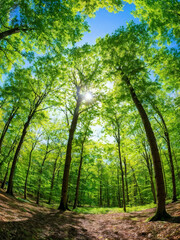 Obraz premium Sunlit Forest Clearing with Lush Greenery