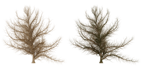Two dried seaweed specimens on transparent background