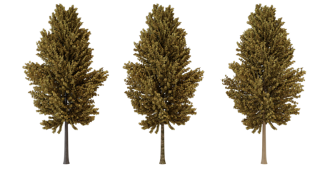 Three Isolated Trees on Transparent Background