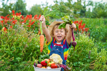 Child with vegetables in the garden. Selective focus.