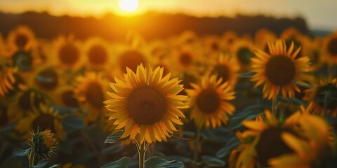Obraz premium A vibrant sunflower field glowing in the golden light of sunset, showcasing nature's beauty and warmth.