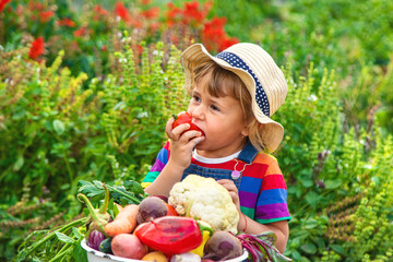 Child with vegetables in the garden. Selective focus.