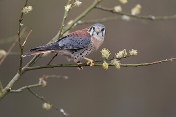 An American Kestrel looking at the photographer
