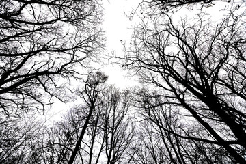The perspective from below highlights tall, skeletal trees whose bare branches interlace against a dim, overcast sky. The scene captures the stark beauty of winter.