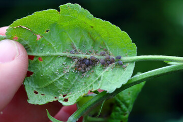 Rosy apple aphid (Dysaphis plantaginea) on the underside of a curled apple leaf.