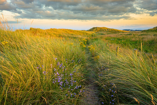 Northumberland Coast Path through Druridge Links, located on the North Sea coast in Northumberland's National Landscape, England, it is a 7 miles long bay between Amble and Cresswell