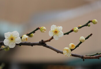 White Plum Blossoms on a Budding Branch in Early Spring