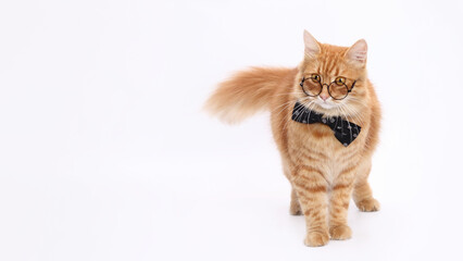 Cat wearing glasses and a bow tie, standing against a white background. Ideal for educational...