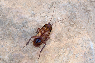 Tote Kakerlake (Australische Schabe - Periplaneta australasiae) liegt auf dem Rücken auf einer mamorierten Steinplatte in Fuerteventura
