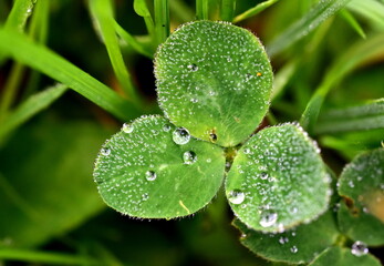 Regentröpfchen auf einem Kleeblatt