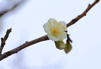Single White Plum Blossom on a Bare Branch Against a Clear Sky