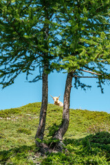 Highlander, mucca scozzese delle Highlands al pascolo in montagna