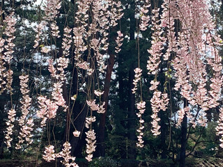 Cascading Pink Cherry Blossoms Against a Forest Backdrop