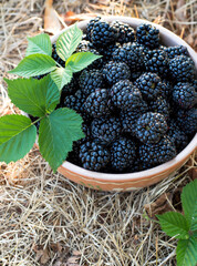 Blackberries with leaves in a ceramic bowl on the grass.