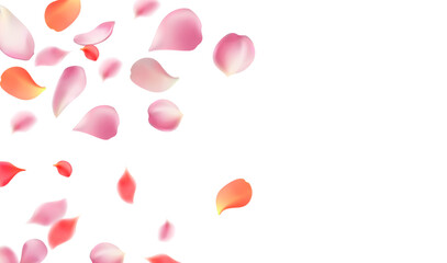 Rose petals or sakura flying petals, romantic background with realistic pink cherry flower petals flow or falling motion. Love, romance, floral spring season