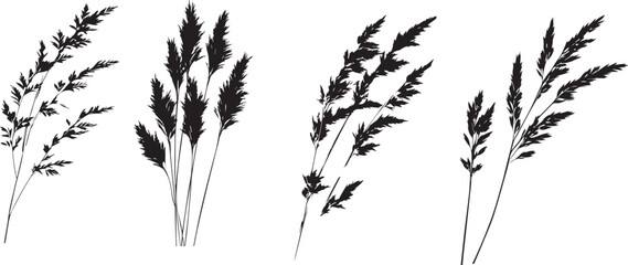 Silhouette of Grass Stems