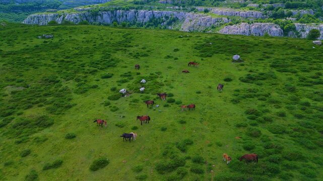 Herd of mares grazing in the Collados del As&oacute;n Natural Park. Aerial view from a drone. Hills of Ason Natural Park. Soba Valley, Cantabria, Spain, Europe