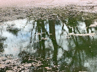 Reflection of Trees and Floating Cherry Blossoms on a Tranquil Water Surface