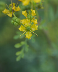 Fototapeta premium Beautiful close-up of ruta graveolens