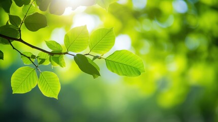 Bright green leaves on a tree branch, 