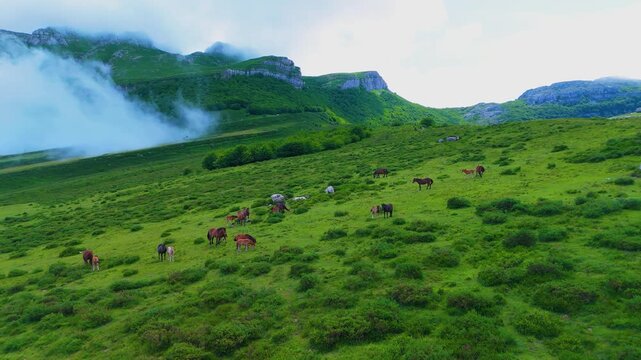 Herd of mares grazing in the Collados del As&oacute;n Natural Park. Aerial view from a drone. Hills of Ason Natural Park. Soba Valley, Cantabria, Spain, Europe