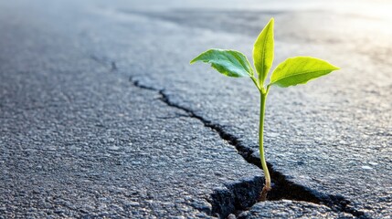 a small plant sprouting from the crack of an asphalt road