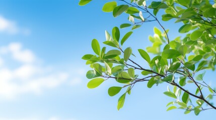 Obraz premium Fresh green leaves on a tree branch 