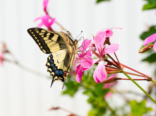 Papillon Machaon sur une fleur - Bretagne France