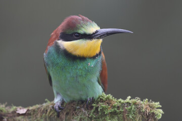 An European Bee-eater perched on a branch

