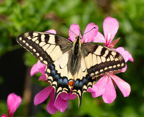 Papillon Machaon sur une fleur - Bretagne France