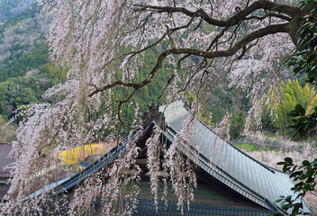 Cherry Blossoms Cascading Over Traditional Rooftops with a Mountainous Backdrop