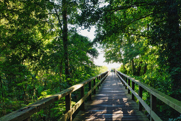 Wooden planks footbridge in a park - Bohlensteg Blankensee bei Trebbin - Herbst - Brandenburg -...