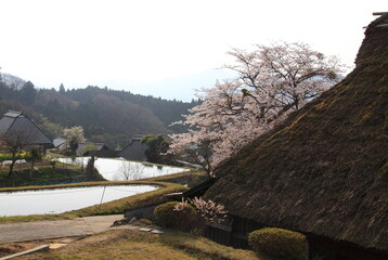 Rustic Village Scene with Blooming Cherry Trees and Traditional Thatched Roofs