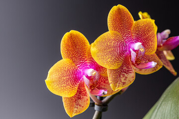 Floral concept. Orchid growing tips.  Most commonly grown house plants. Orchids blossom close up....