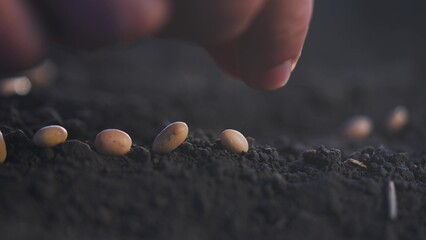 man planting grains. industry dream concept. a man plants seedlings on freshly dug soil in a field. a man plants seeds in dark, loose, soil in numerous rows in a wet field