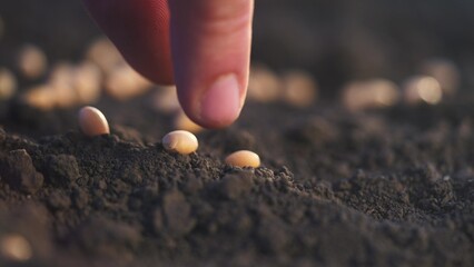 soybean agriculture. hand throws grain into the ground. agriculture business farm concept. farmers...