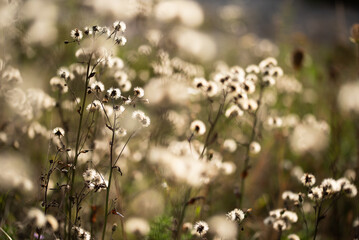 Dmuchawce na łące, tapeta. © Elżbieta Kaps