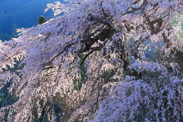 Weeping Cherry Blossoms in Full Bloom Draping Across a Majestic Tree