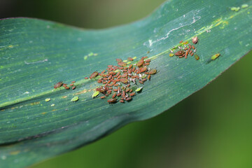 Colony of Rose grain aphid Metopolophium dirhodum apterous stages and a winged individual on corn leaf.