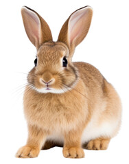 PNG Animal mammal rodent rabbit.