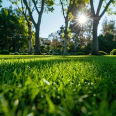 Lush green grass in the sun