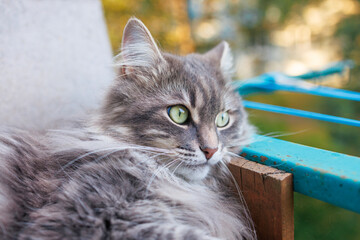 gray fluffy domestic cat.funny cat face. cat resting on the balcony. macro photography. Photo with bokeh effect