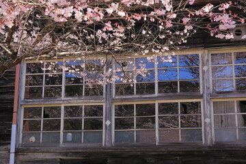 Cherry Blossoms Reflected in Rustic Window of an Old Wooden Building