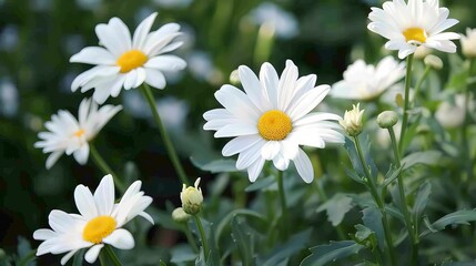 Fototapeta premium Daisies bring a cheerful simplicity with their white petals and yellow centers.