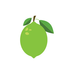 Green fresh lime icon. Lime fruits on white isolated background.