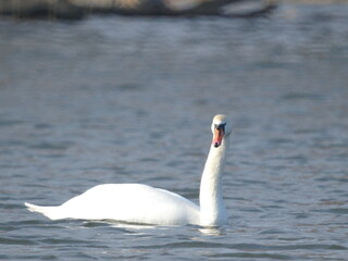 Wild swans swim along the river in winter