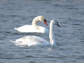 Wild swans swim along the river in winter