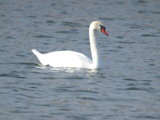 Wild swans swim along the river in winter