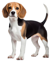 PNG Beagle animal mammal hound.